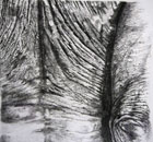 back, charcoal and conte on fabriano paper, 80cm x 80cm