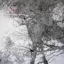 dark trees in the heart #2, 2 panels - each 120cm x 120cm
