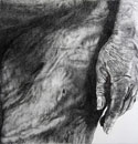 leg and hand, charcoal and conte on watercolour paper, 48cm x 48cm