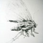 mormo maura, graphite on watercolour paper, 60cm x 100cm