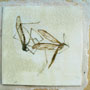 Craneflys. 14cm x 14cm, Oil paint and wax on board.