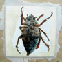 Mayfly. 14cm x 14cm, Oil paint and wax on board.