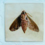 Small Elephant Hawkmoth. 14cm x 14cm, Oil paint and wax on board.