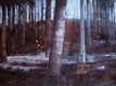 forest 2, oil paint on tracing paper, 80cm x 35cm